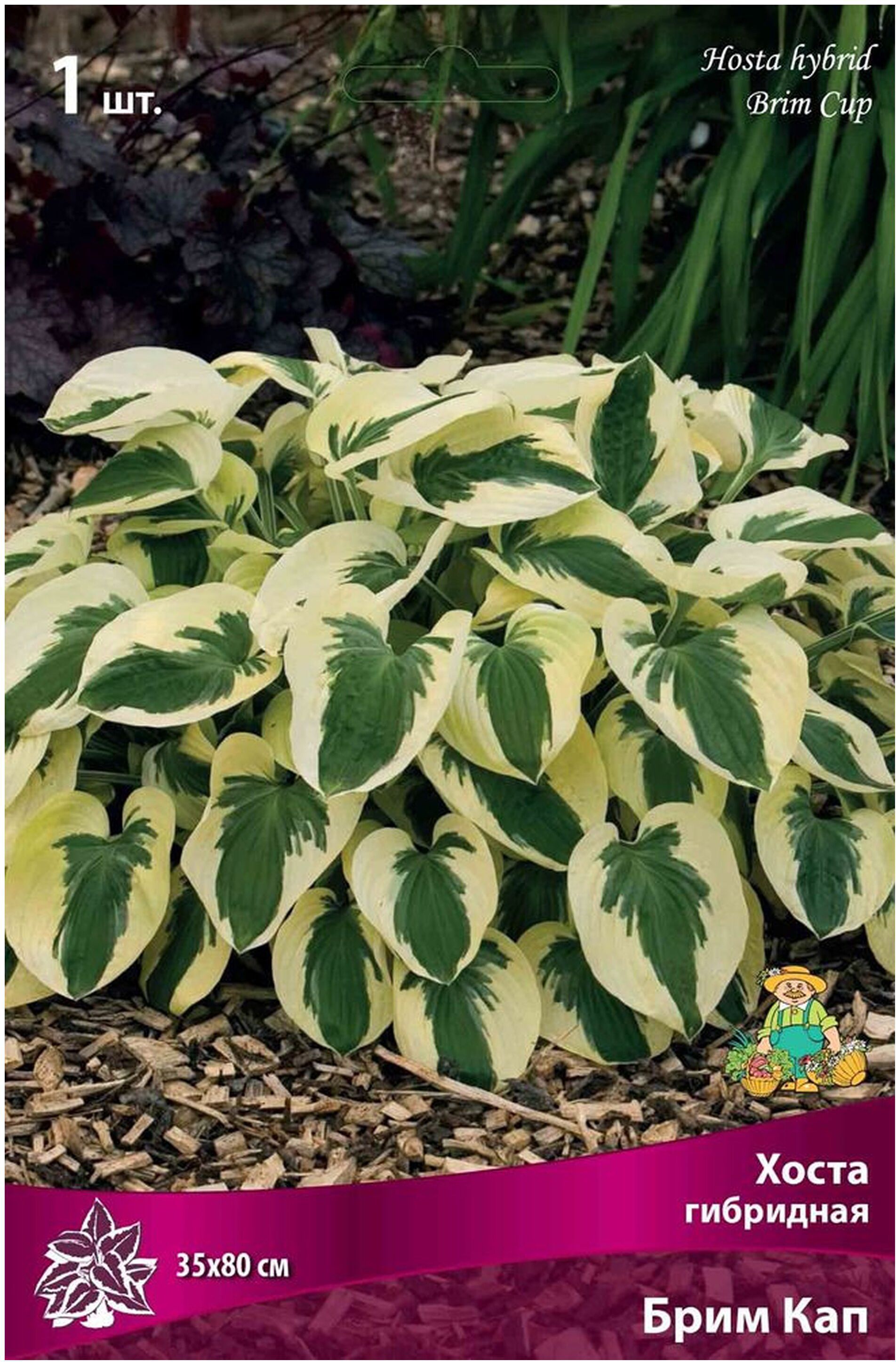 Изображение товара Корневище Хосты ПОИСК Брим Кап - многолетнее растение для ландшафтного дизайна