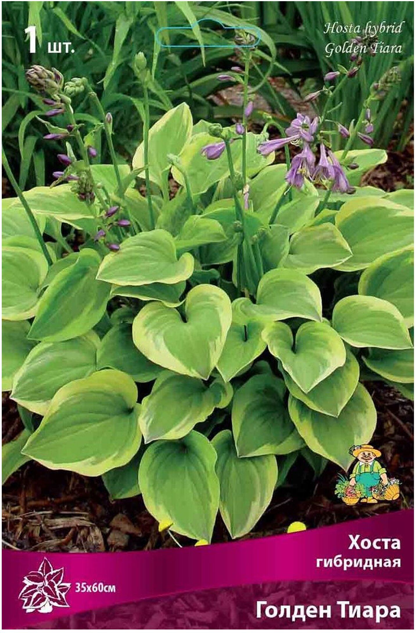 Изображение товара Корневище Хосты ПОИСК Голден Тиара