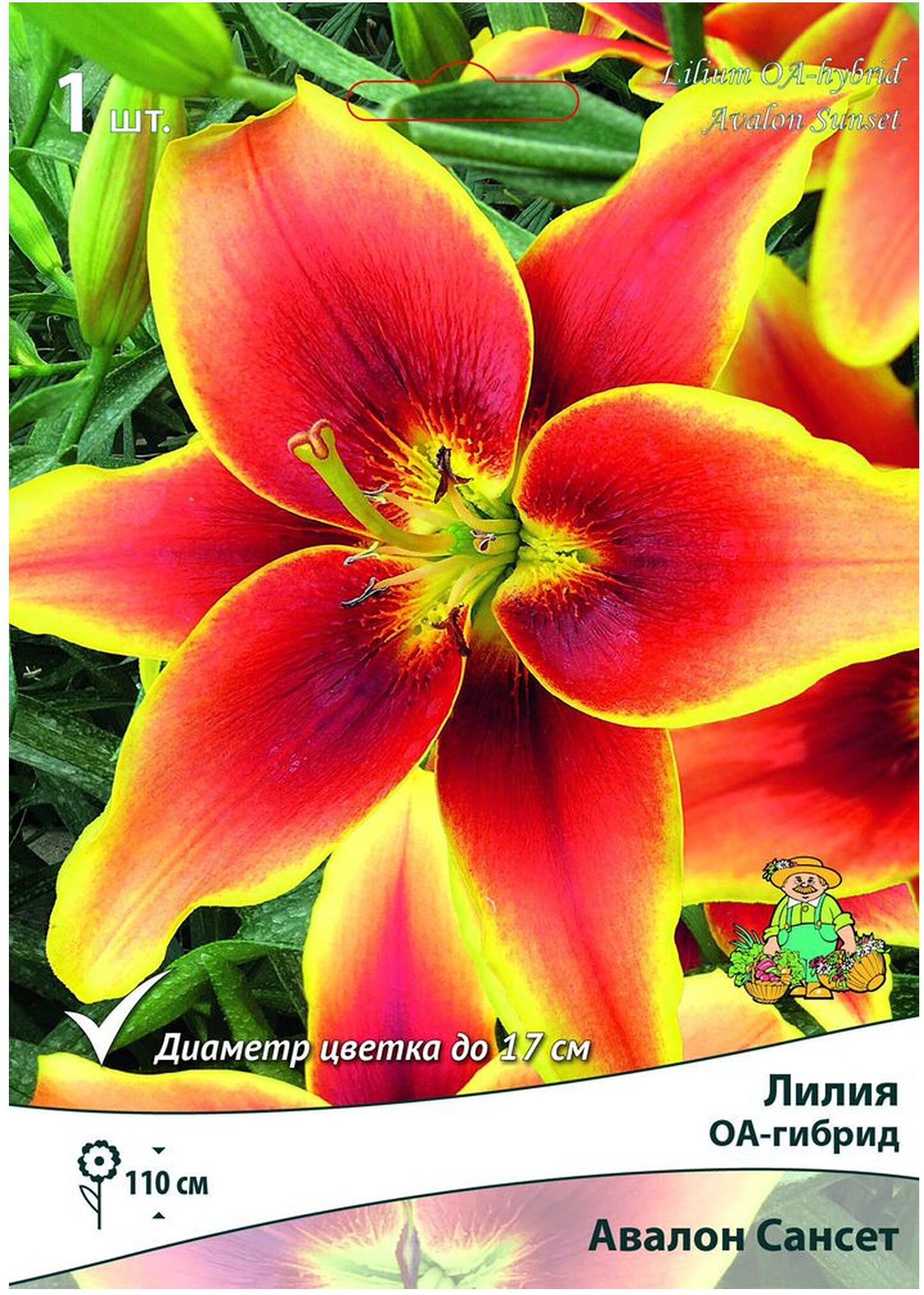 Изображение товара Луковица Лилии Авалон Сансет ОА-гибрид 17 см цветки Зимостойкие многолетние