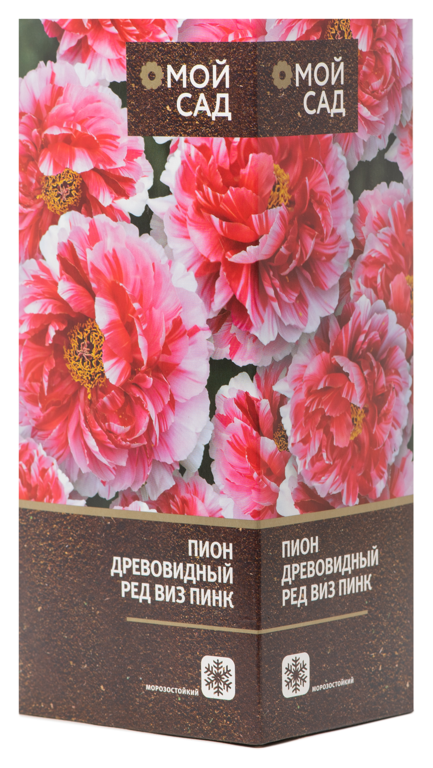 Изображение товара Саженец пион древовидный Ред Виз Пинк 1 шт для оформления сада