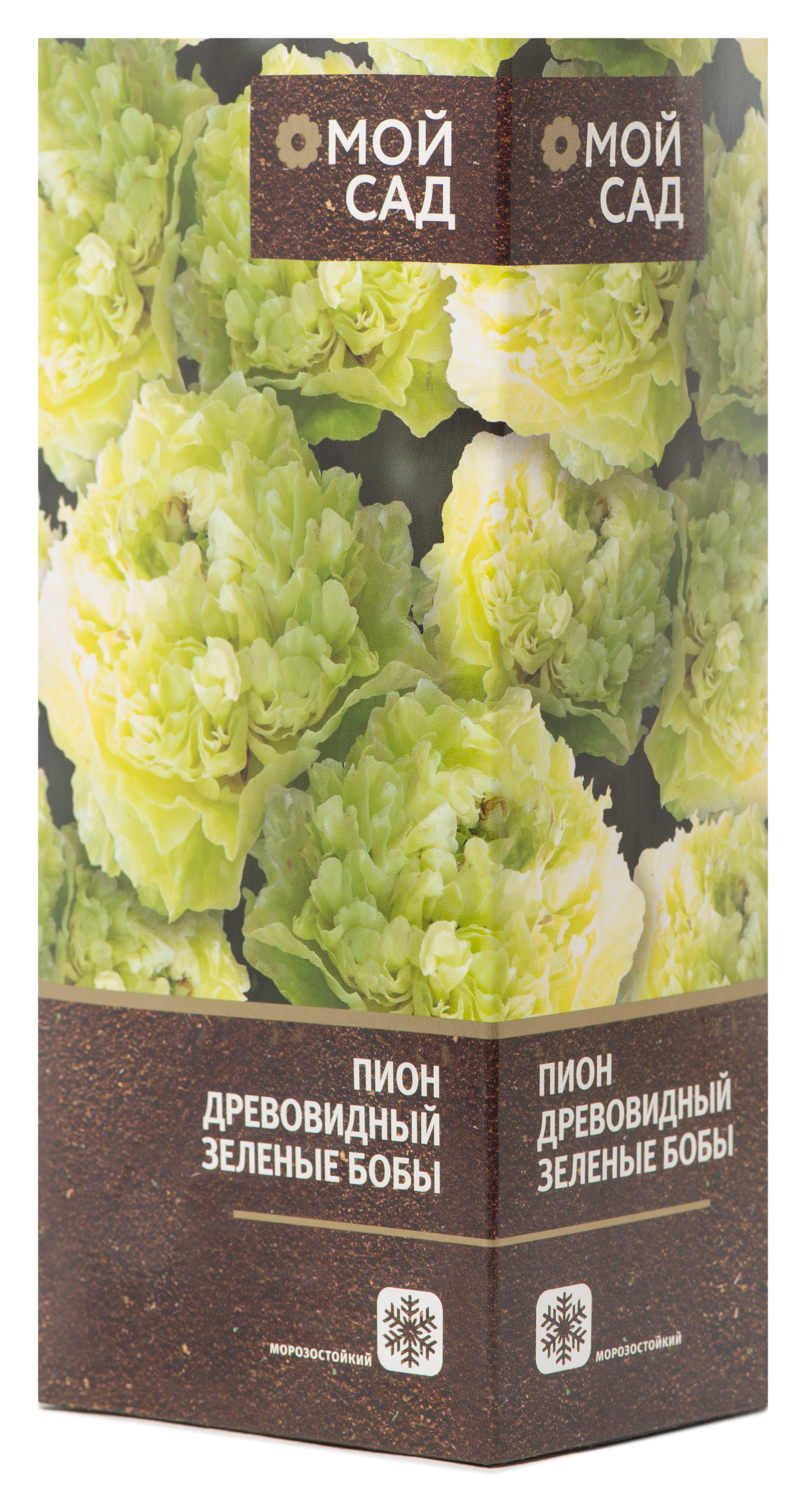 Изображение товара Саженец Пион древовидный Зеленые Бобы 1 шт декоративное растение