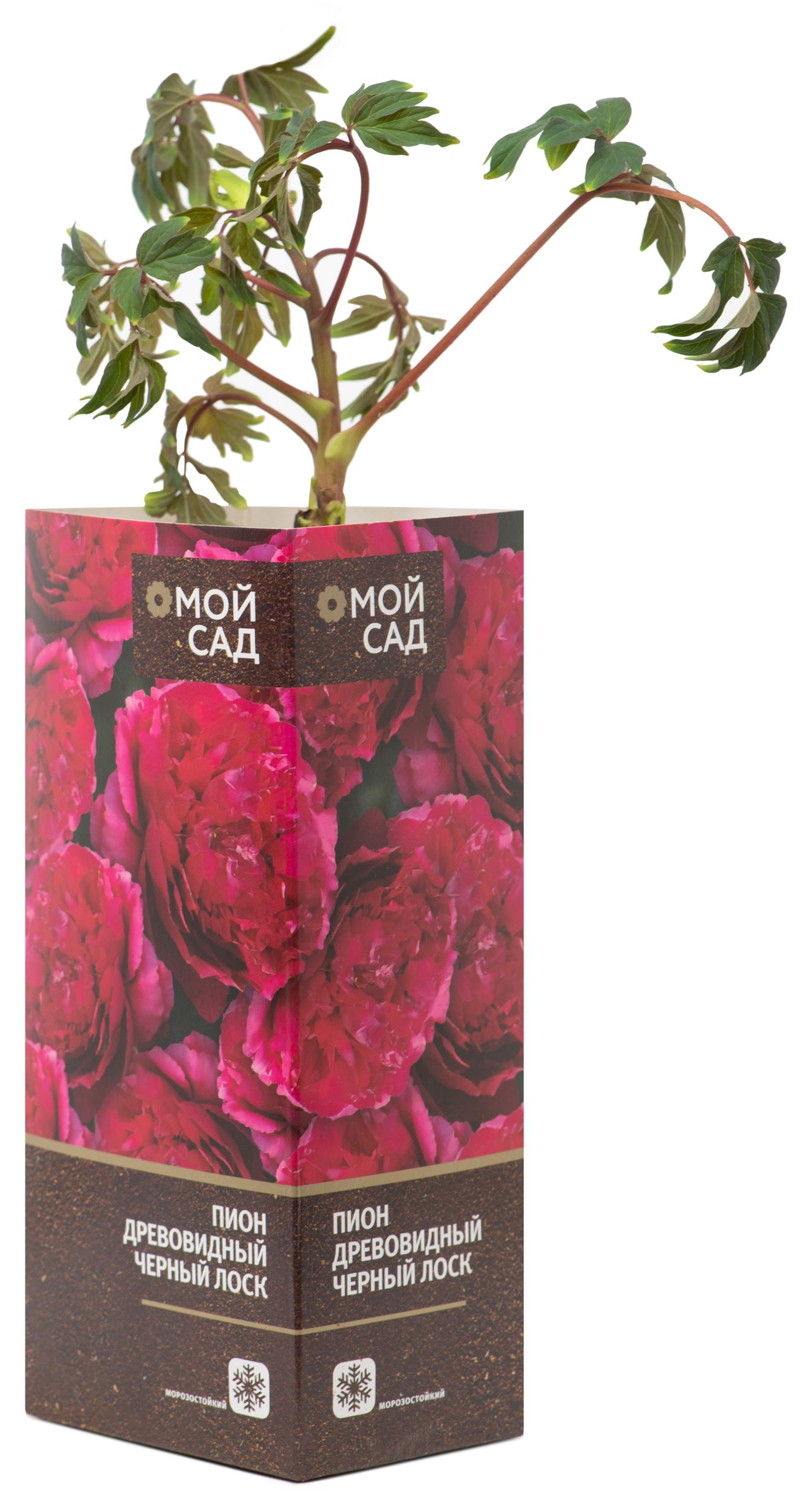 Изображение товара Саженец Пион древовидный Черный Лоск 1 шт