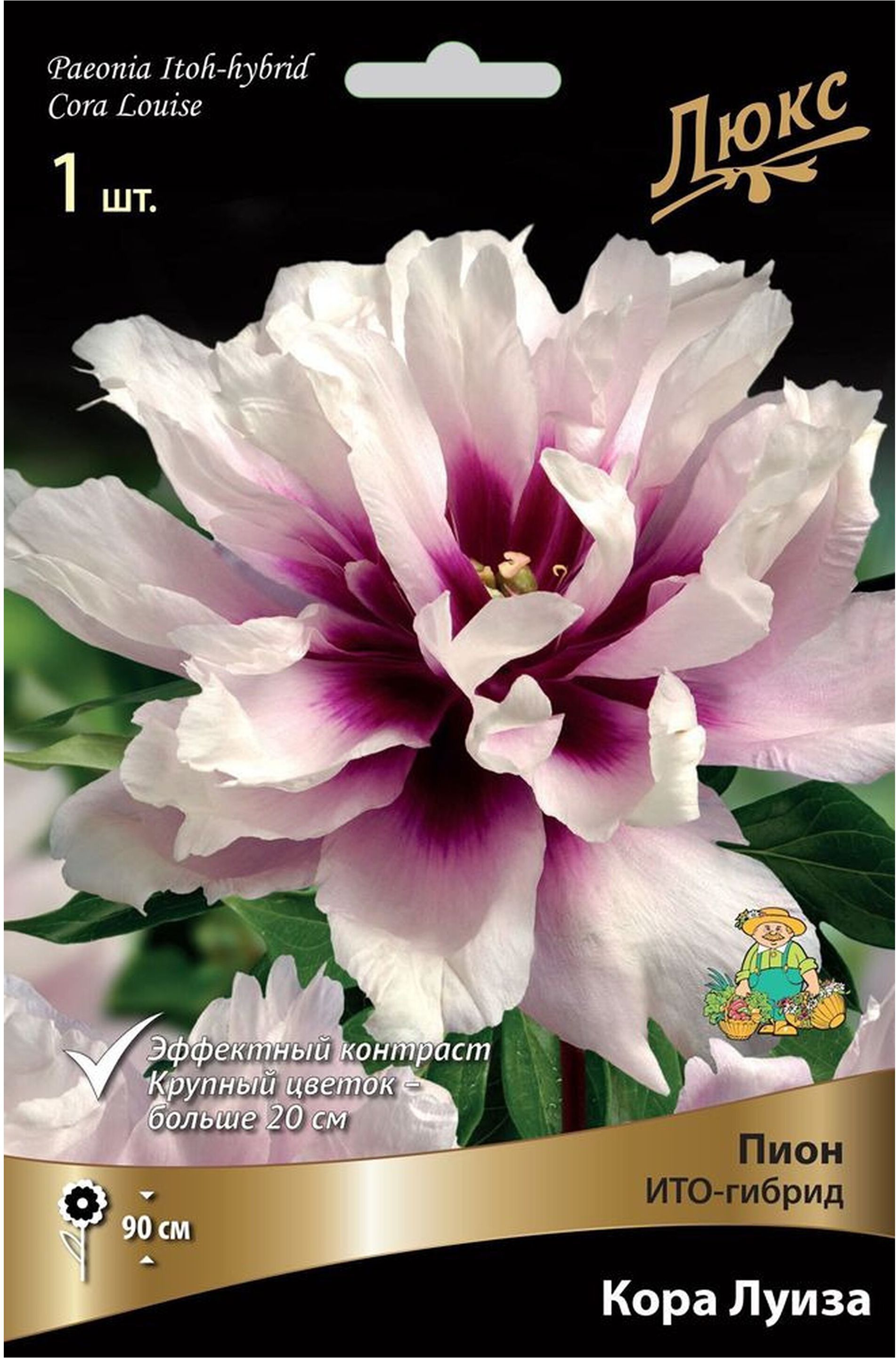 Изображение товара Корневище Пиона ПОИСК Люкс Кора Луиза