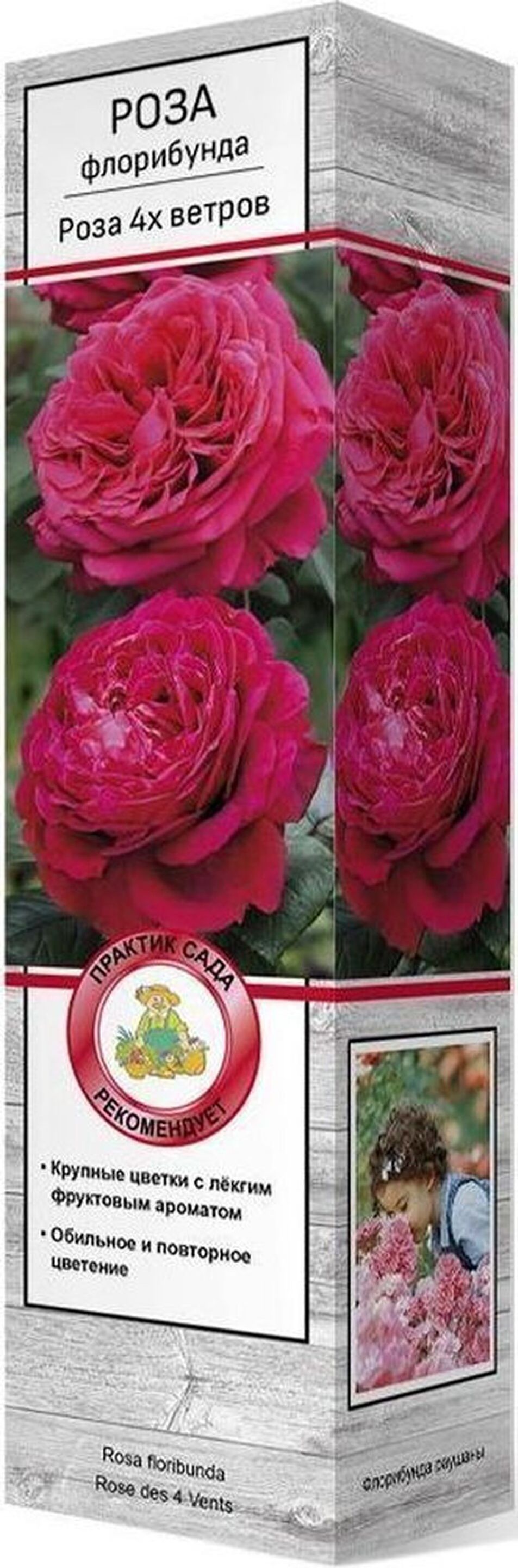 Изображение товара Саженец Роза 4х ветров C1 H37