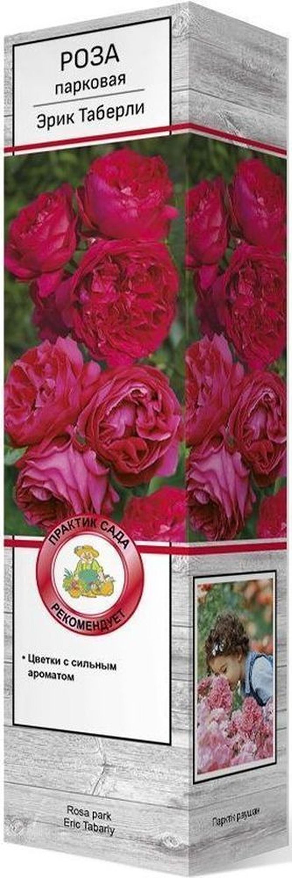 Изображение товара Саженец Розы Эрик таберли C1 H37 морозостойкая для садов и ландшафтного дизайна