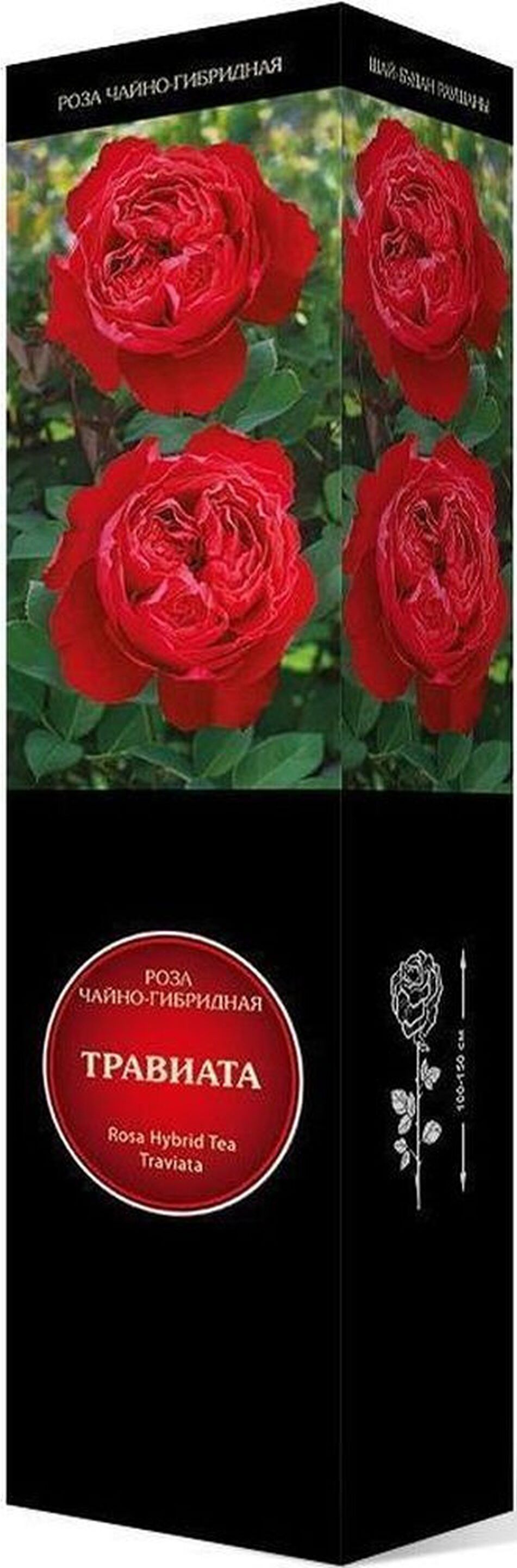 Изображение товара Саженец Роза Травиата C1 H37