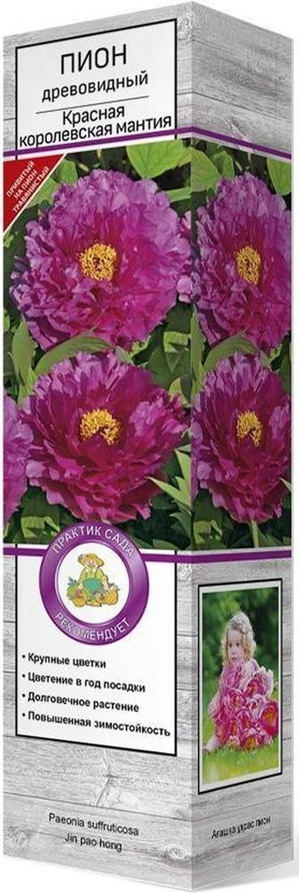 Изображение товара Саженец пиона красной королевской мантии C1 H37 для посадки в саду