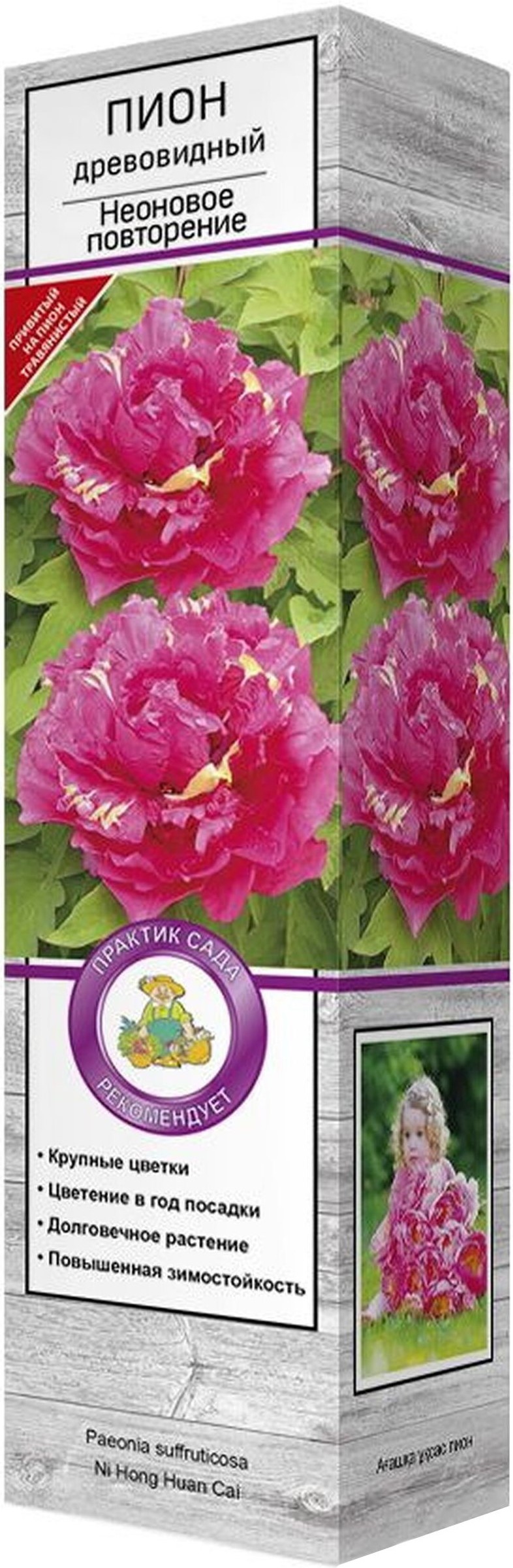 Изображение товара Саженец Пион древовидный Неоновое повторение C1 H37 - яркое декоративное растение для сада