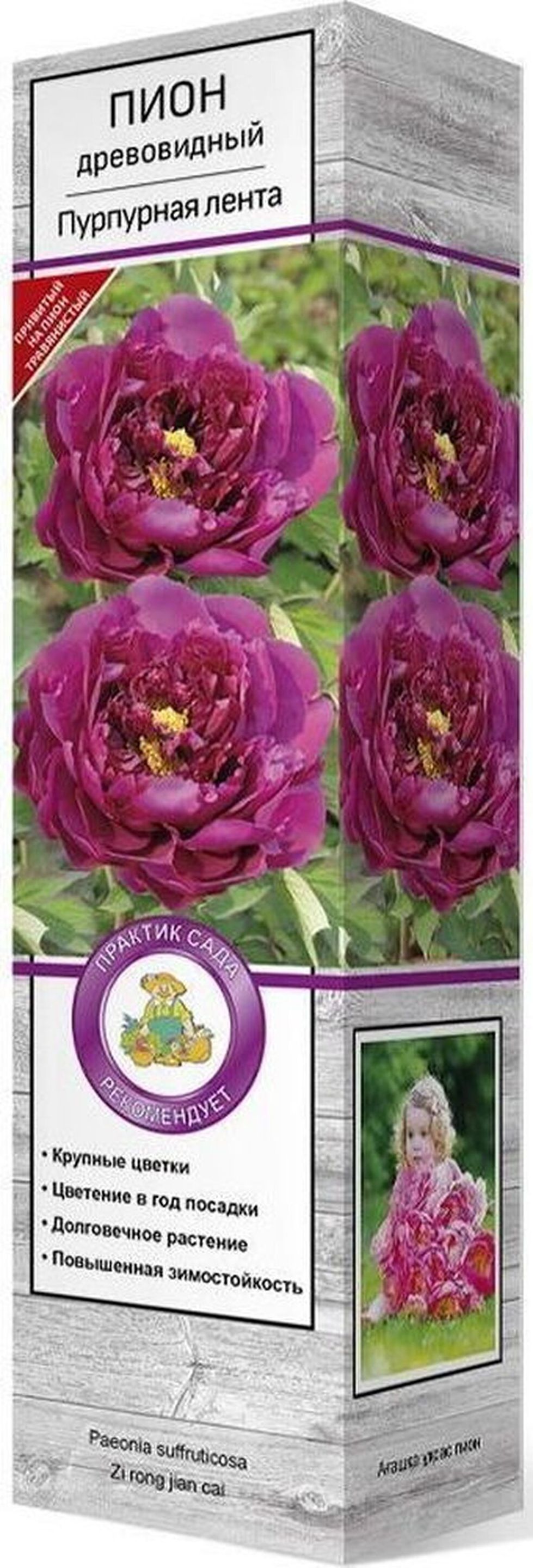 Изображение товара Саженец Пион Пурпурная лента C1 H37