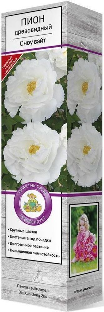 Изображение товара Пион Сноу вайт C1 H37 - древовидное кустовое декоративное растение, цветущее весной