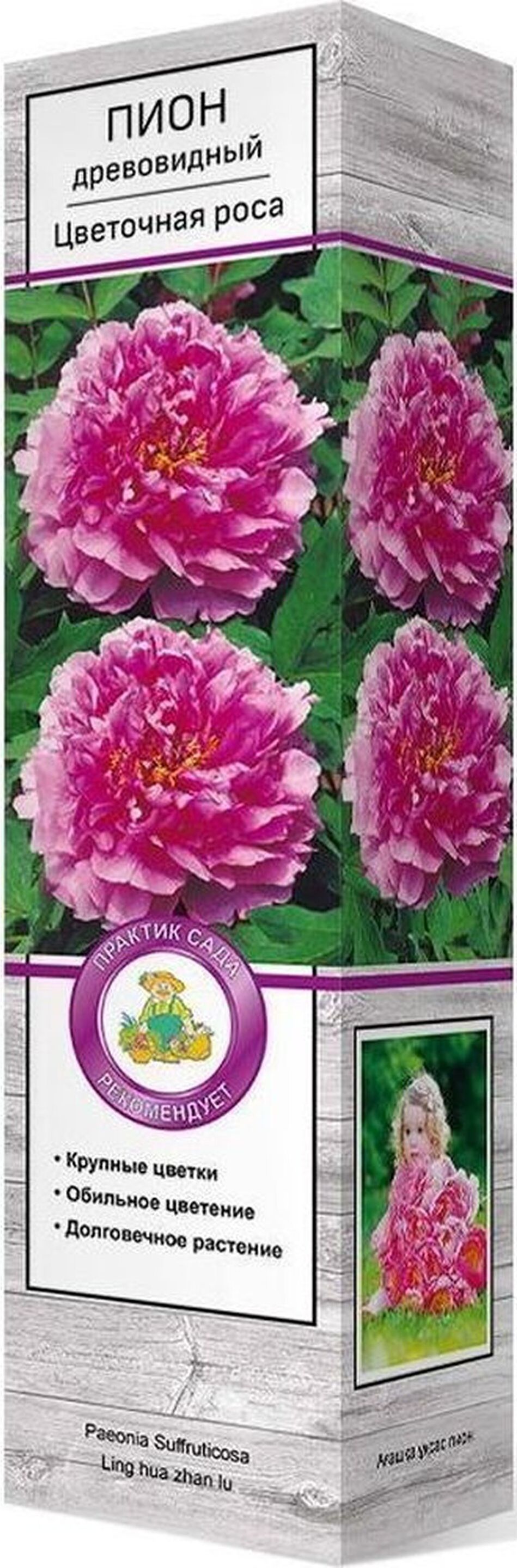 Изображение товара Саженец пион Цветочная роса C1 H37 - морозостойкий кустарник