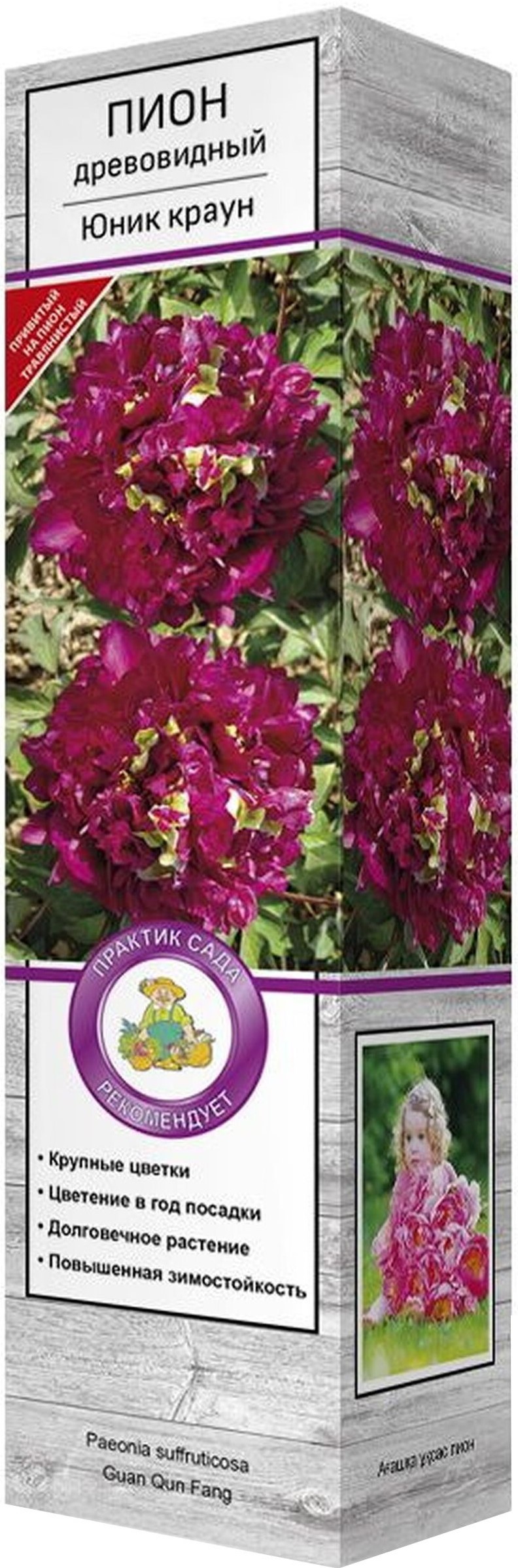 Изображение товара Саженец Пион древовидный Юник краун C1 H37 высокое декоративное растение