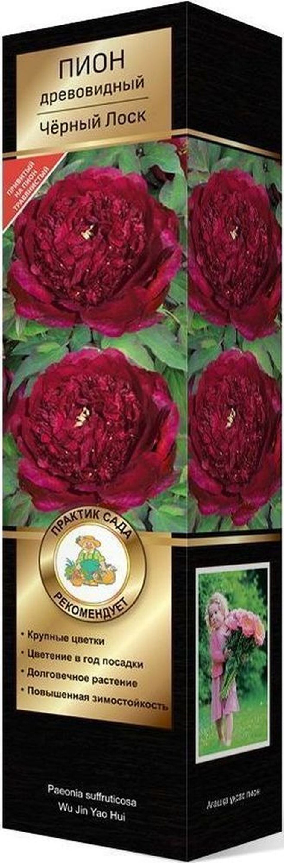 Изображение товара Саженец древовидного пиона Черный Лоск C1 H37, ярко-черный цветок, морозостойкий