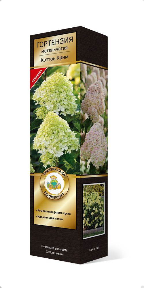 Изображение товара Саженец гортензии Коттон Крим для сада