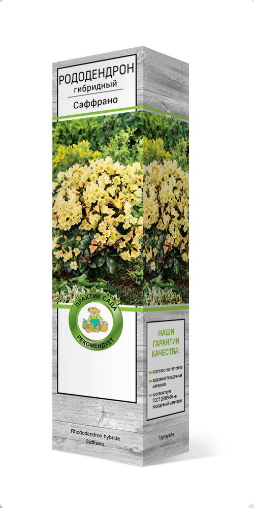 Изображение товара Растение Рододендрон гибридный Саффрано C1 H37 на продажу