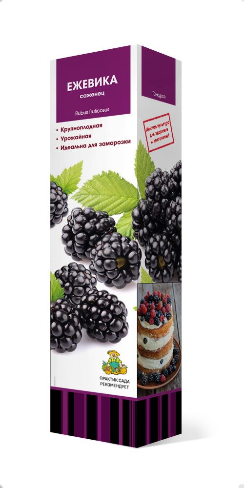 Изображение товара Саженец ежевики Бжезина C1 H37, крупные плоды, высокая урожайность