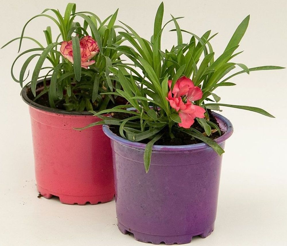 Изображение товара Растение гвоздика D10 яркое и неприхотливое для сада и клумб