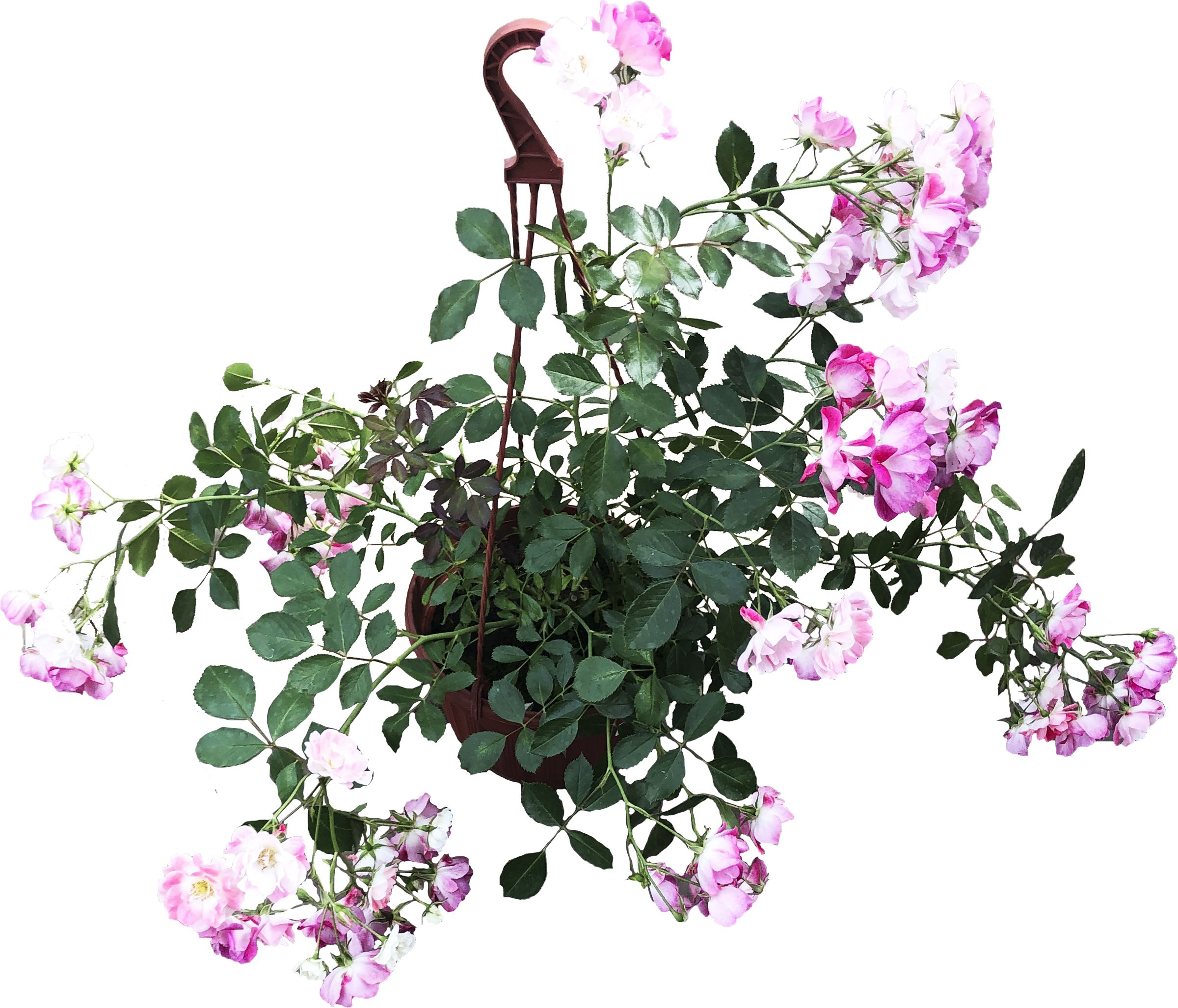 Изображение товара Роза в кашпо 21 см, многолетнее декоративное растение, кустовая, средняя морозостойкость