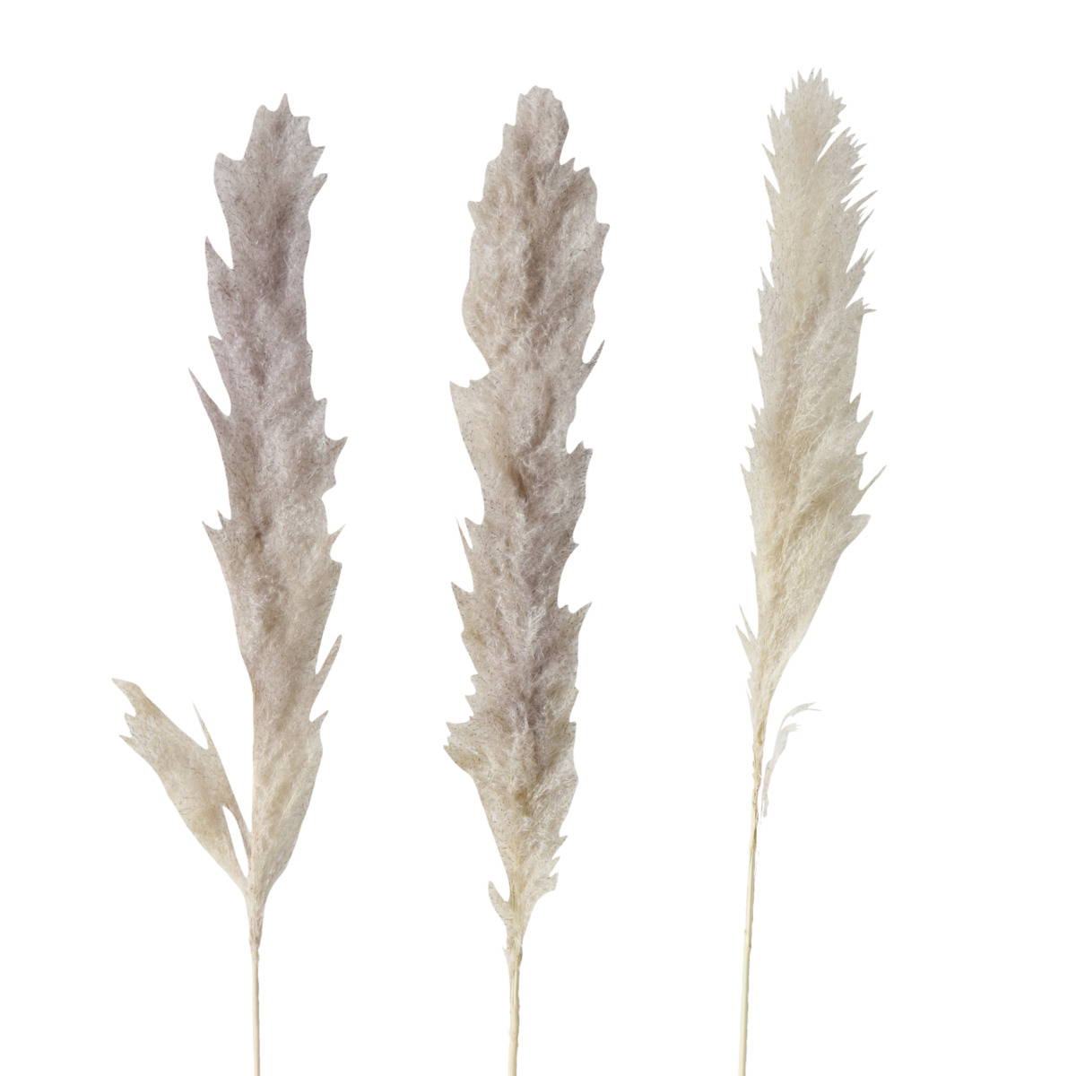 Изображение товара Тросник декоративный сушеный 100 см 3 шт