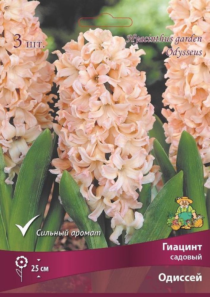 Изображение товара Луковицы гиацинт Одиссей 3 шт