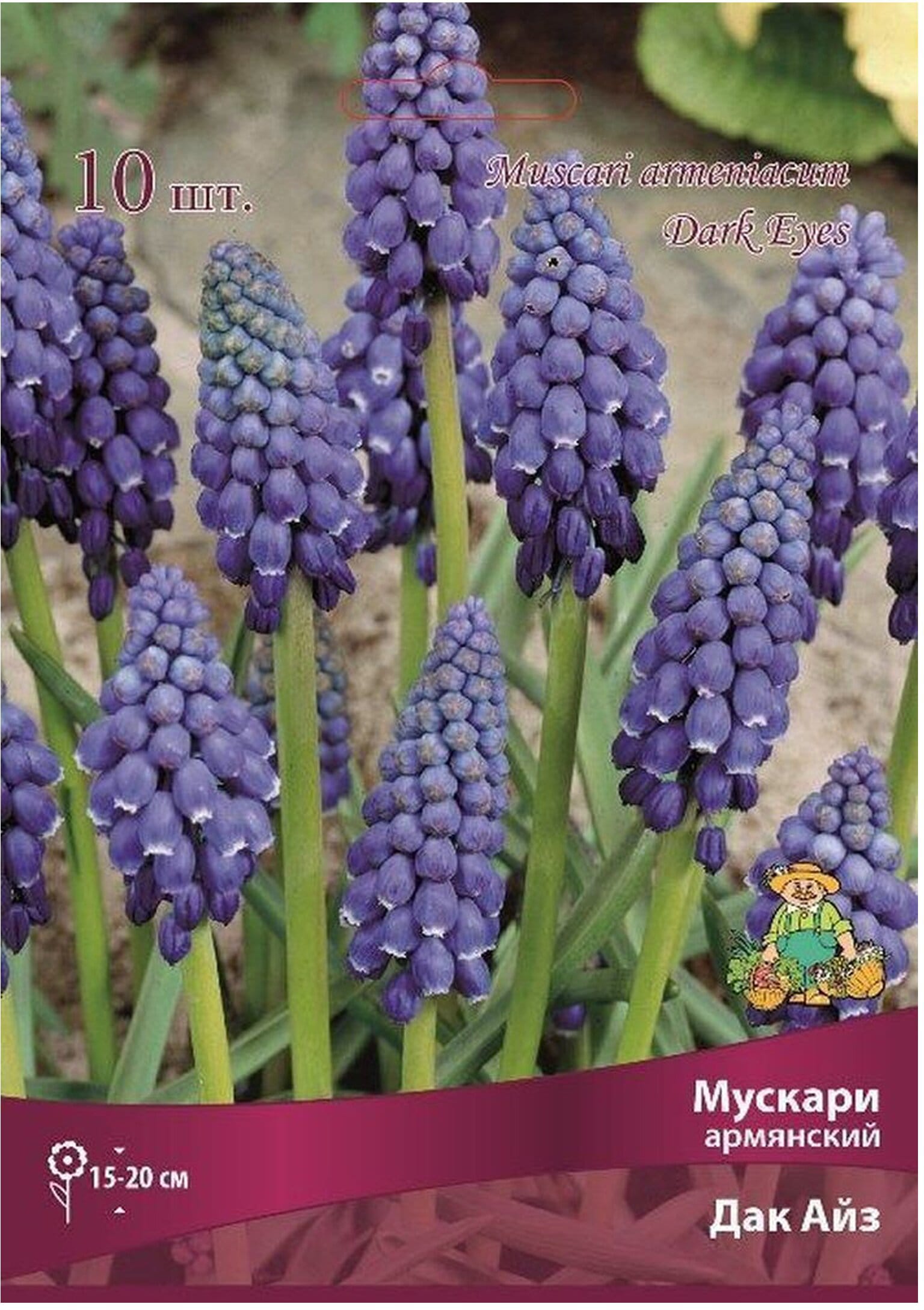 Изображение товара Луковицы Мускари ПОИСК Дак Айз 10 шт