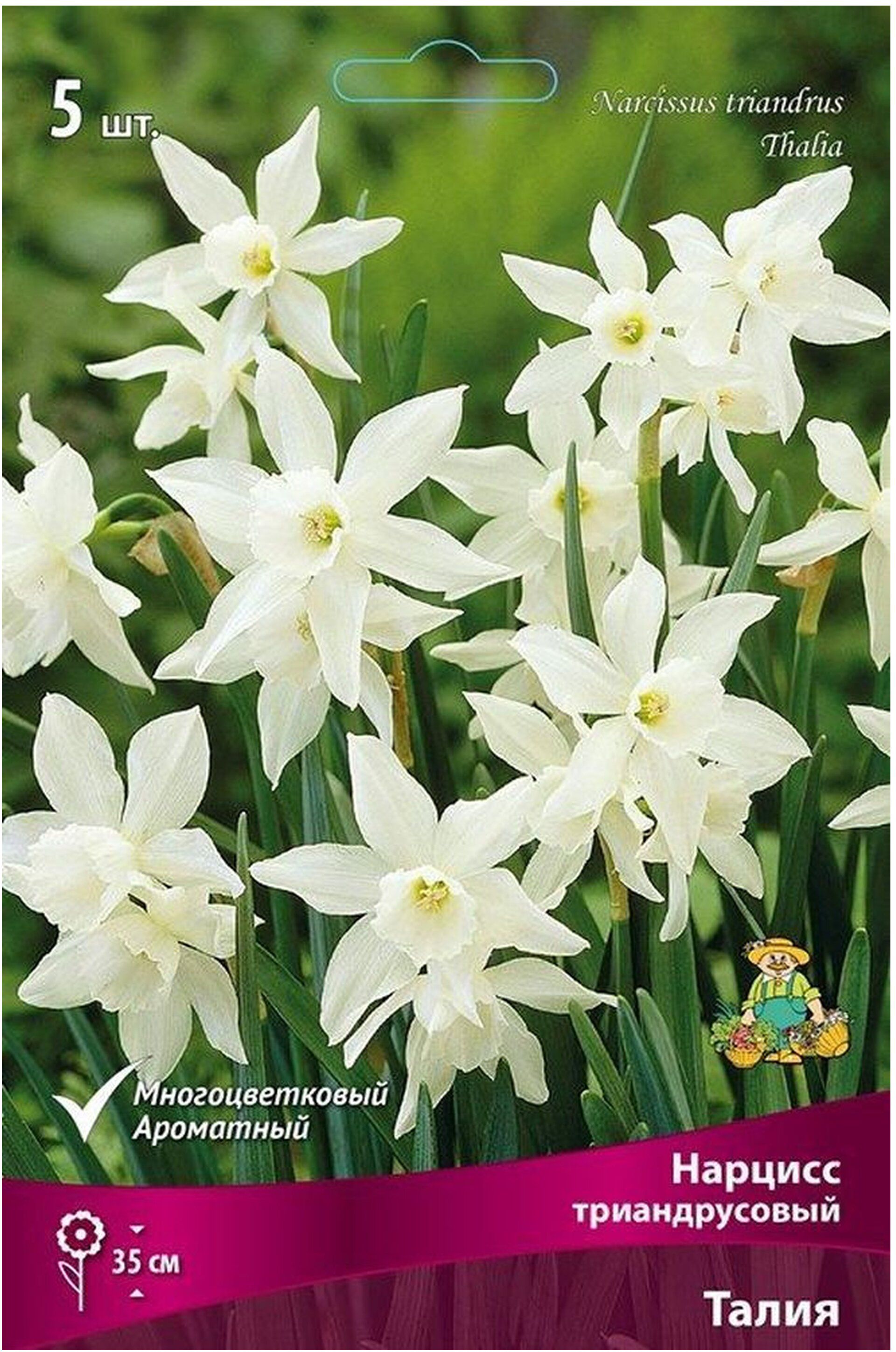 Изображение товара Луковицы Нарцисса ПОИСК Талия 5 шт