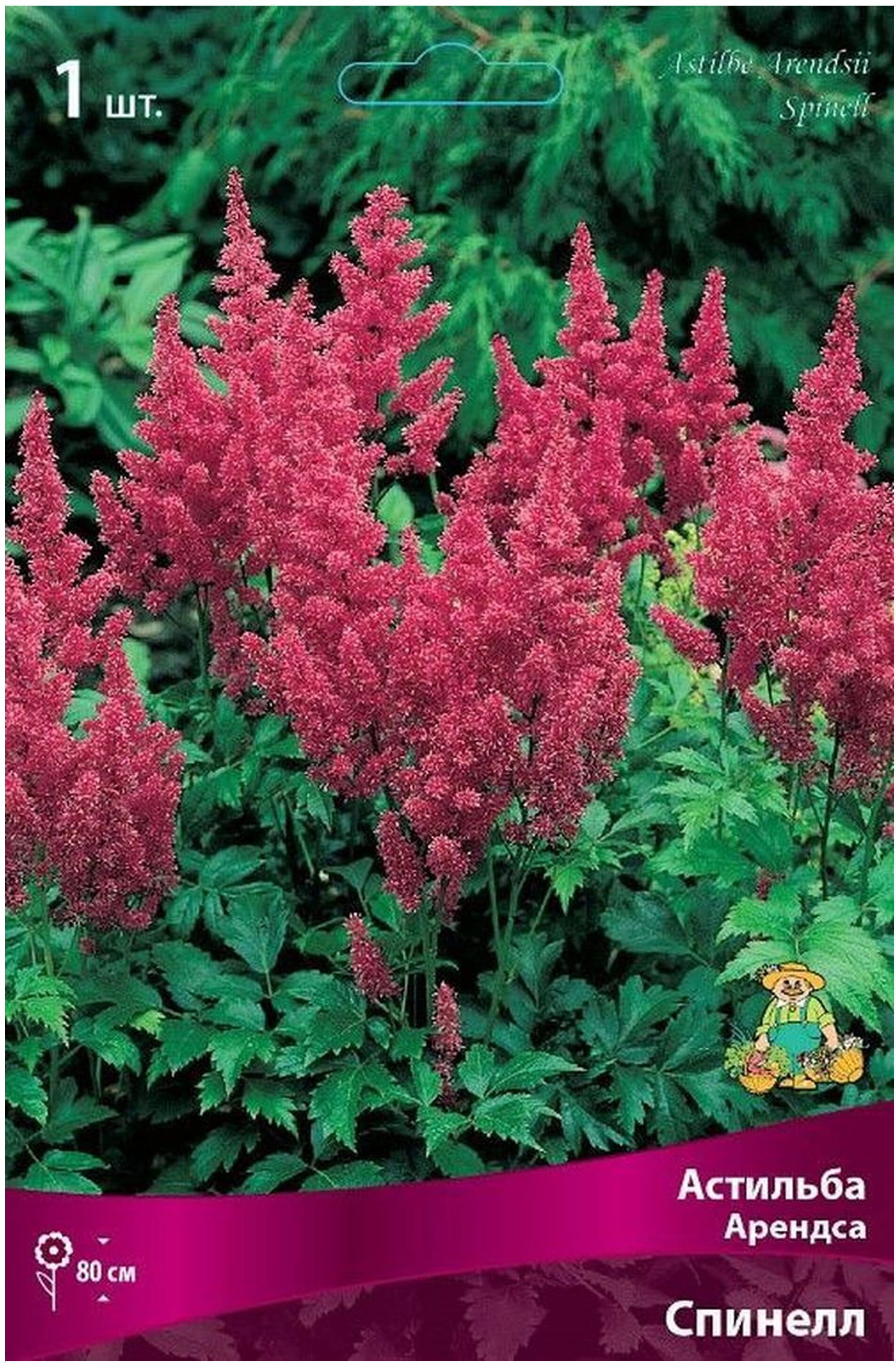 Изображение товара Луковица астильбы арендса ПОИСК Спинелл