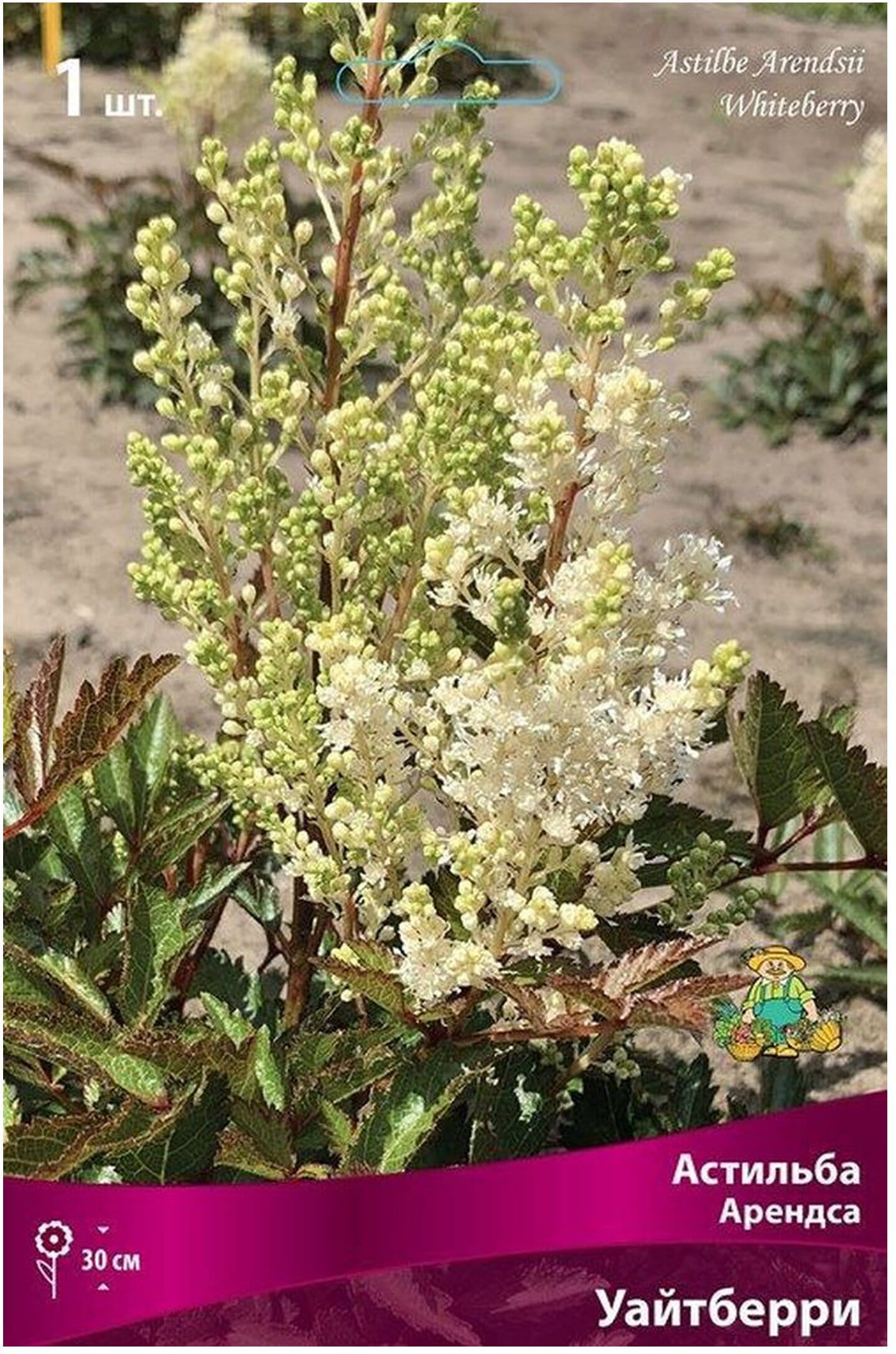 Изображение товара Луковица астильбы многолетняя ПОИСК Уайтберри 1 шт