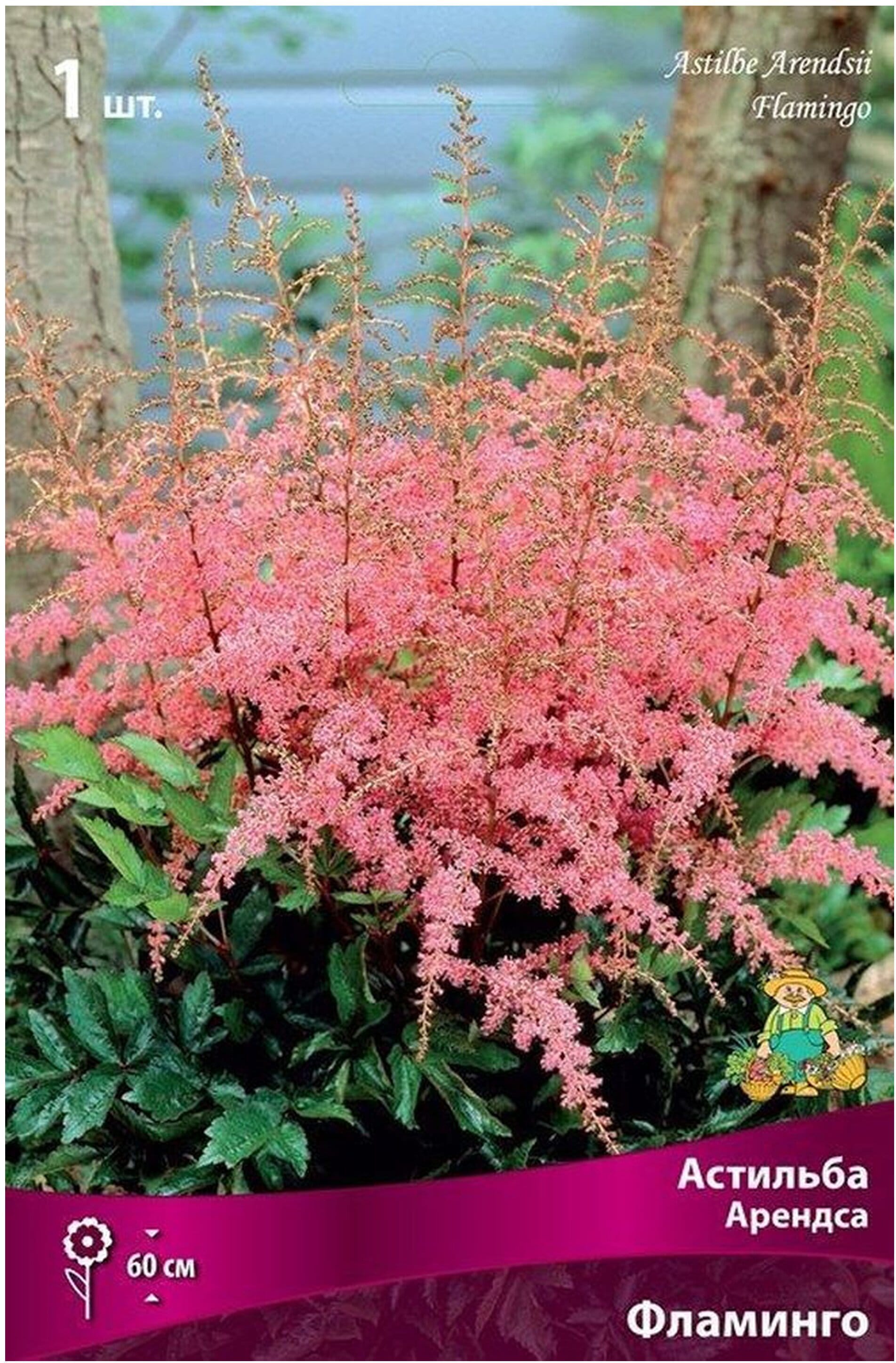 Изображение товара Луковица астильбы арендса ПОИСК Фламинго 1 шт