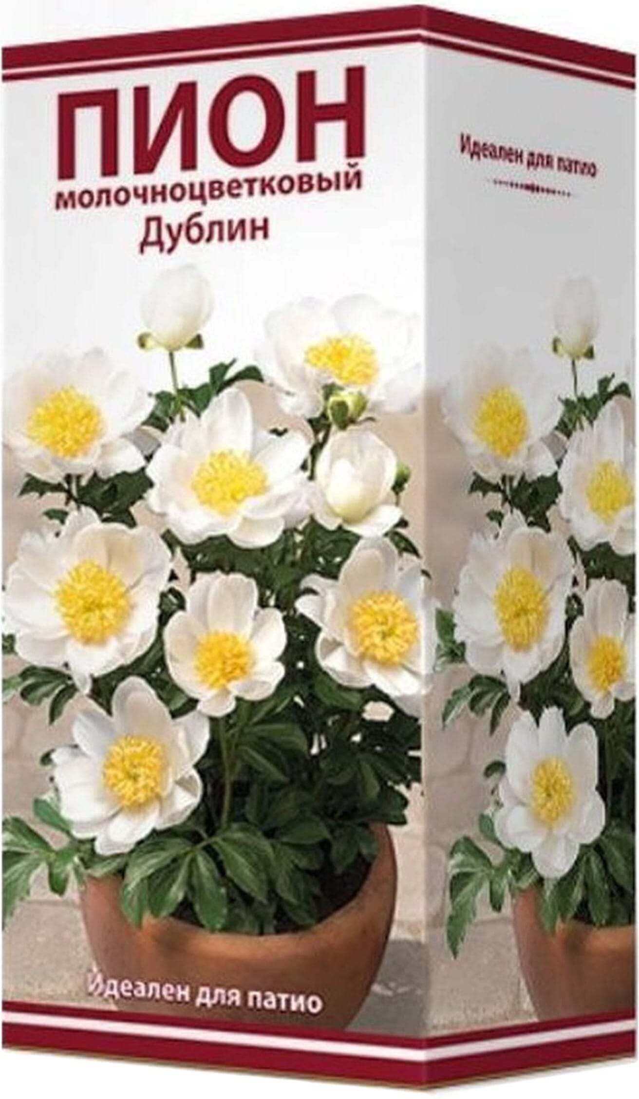 Изображение товара Луковица пиона молочноцветкового ПОИСК Дублин 1 шт