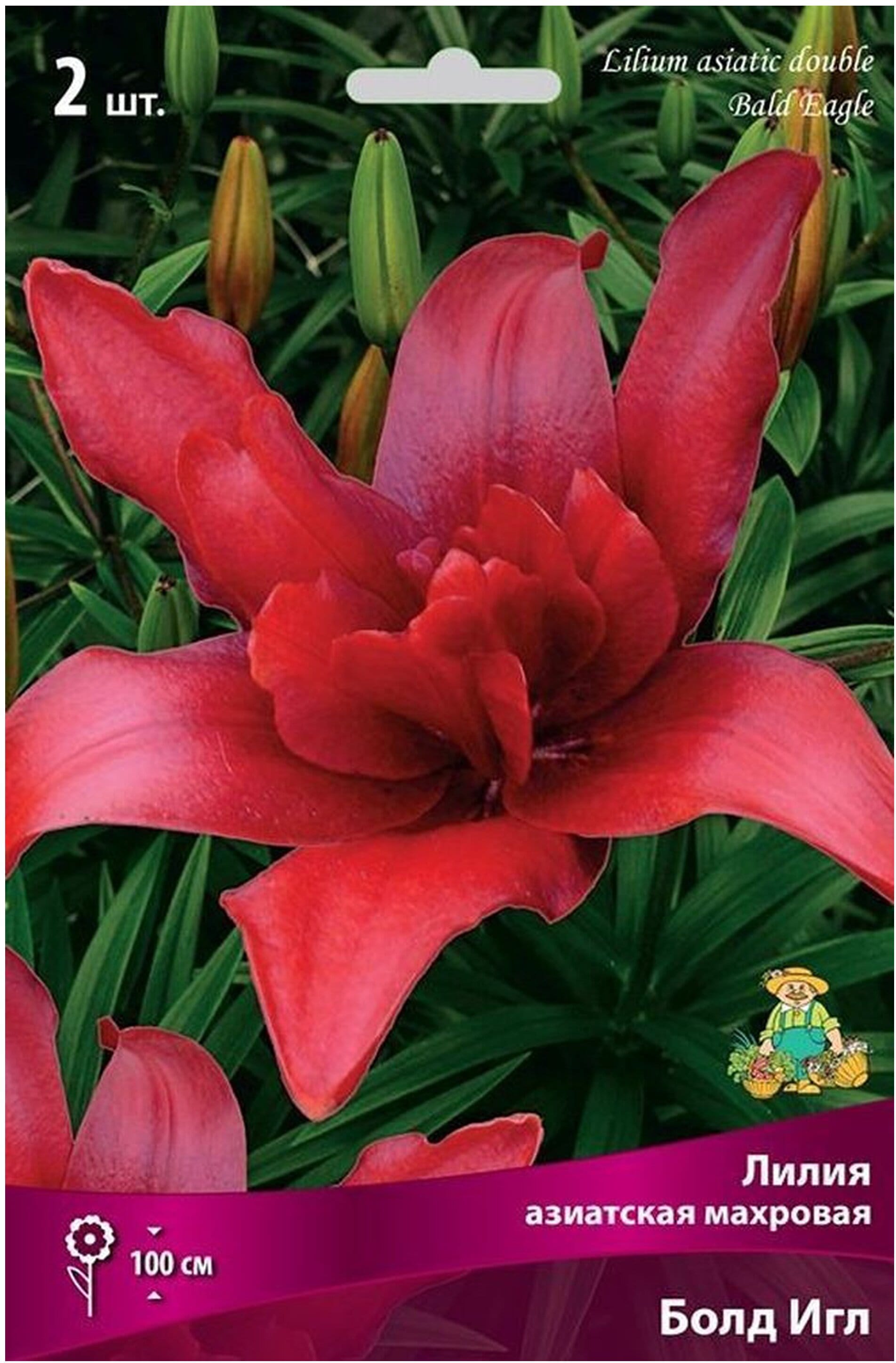 Изображение товара Луковицы лилии азиатской махровой ПОИСК Болд Игл 2 шт - Красные