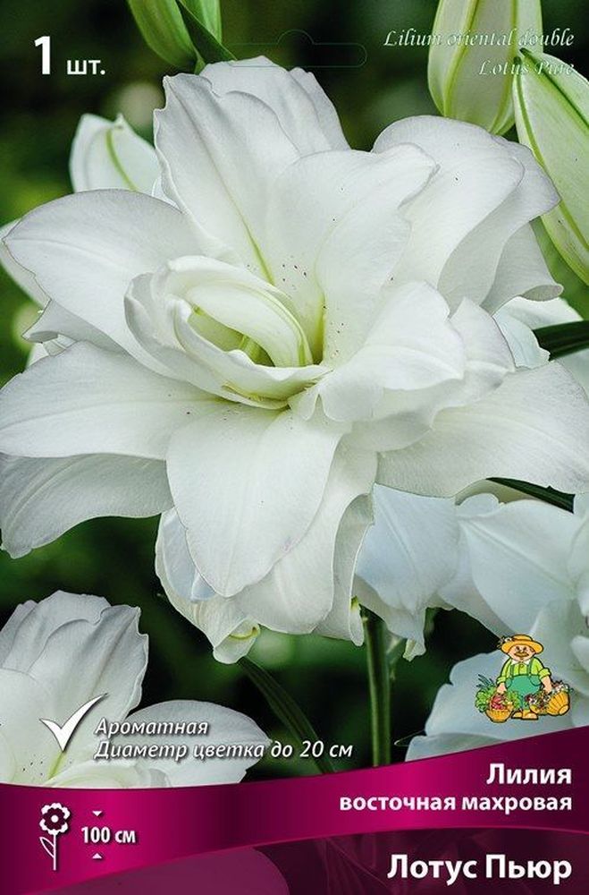 Изображение товара Луковицы лилия Лотус Пьюр 1 шт
