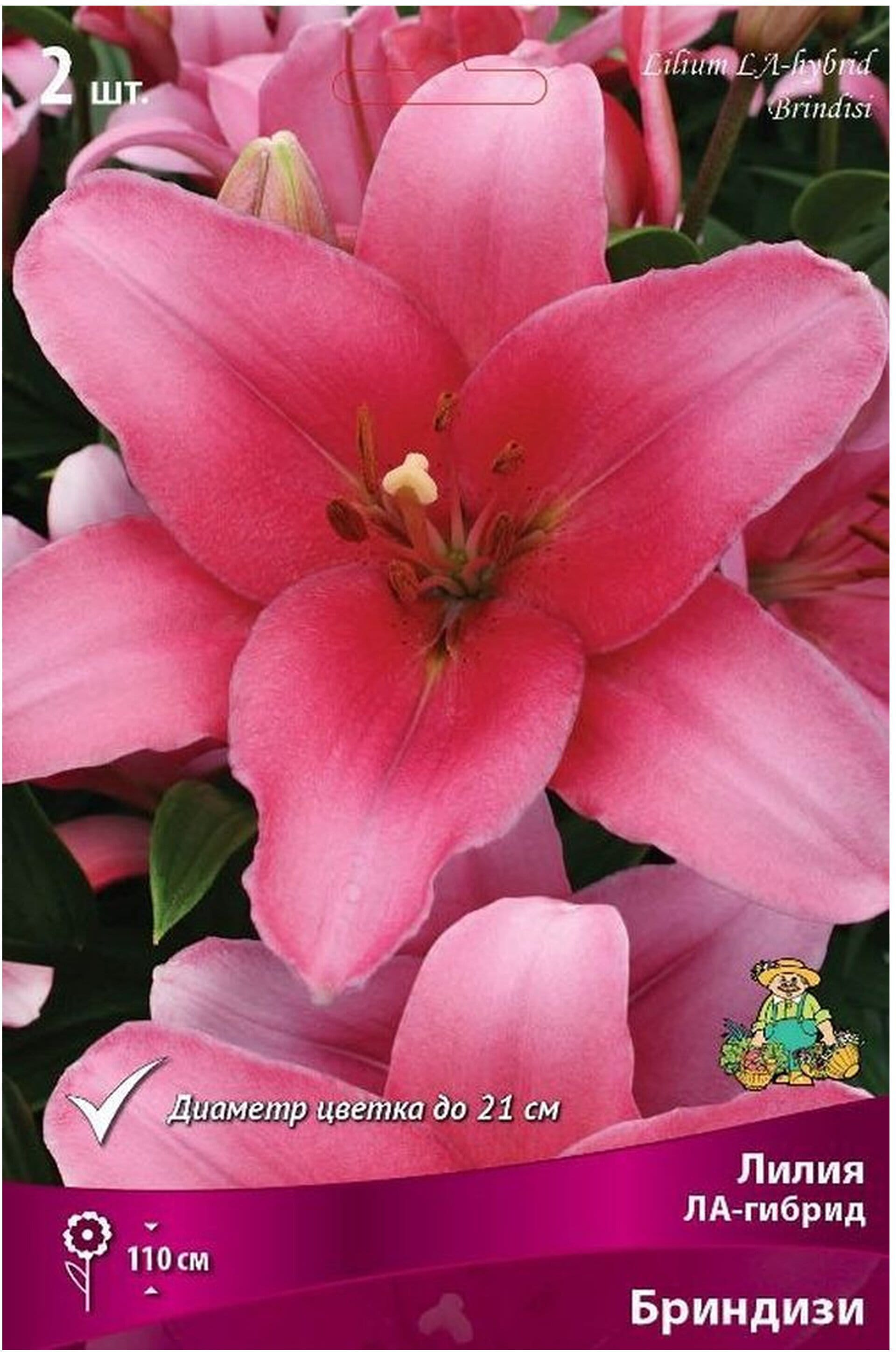 Изображение товара Луковицы лилии ла-гибрид Бриндизи 2 шт, высота 110 см, розовые цветки