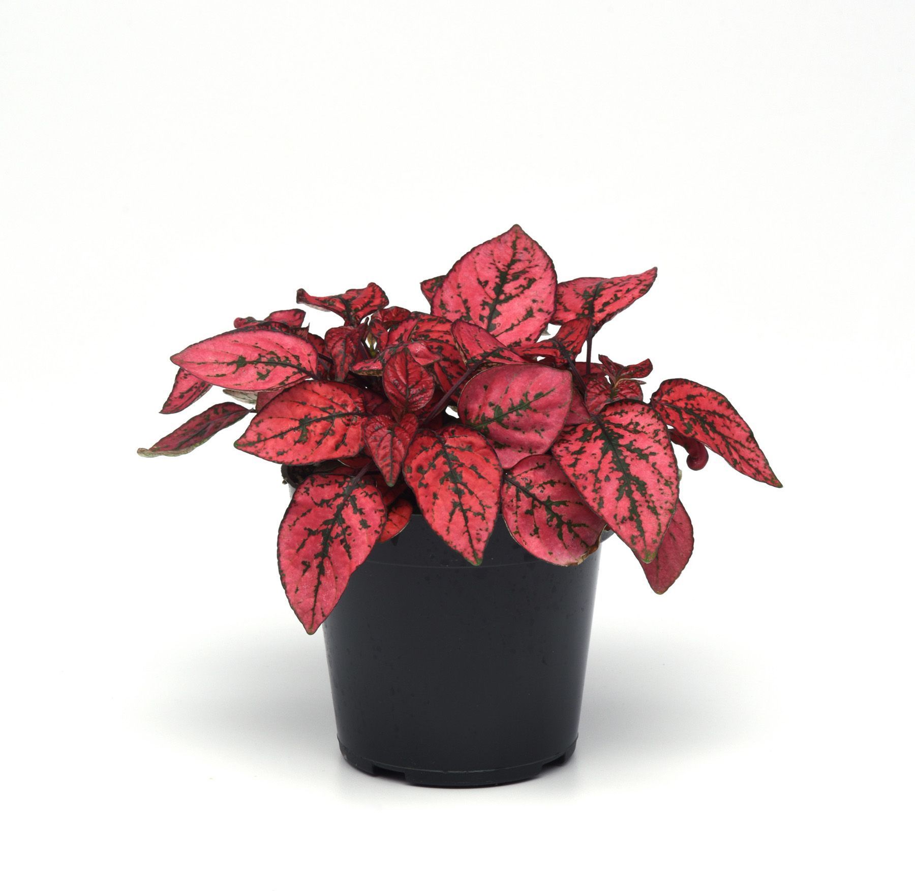 Изображение товара Растение Гипоэстес листоколосковый 50 см - декоративное комнатное растение