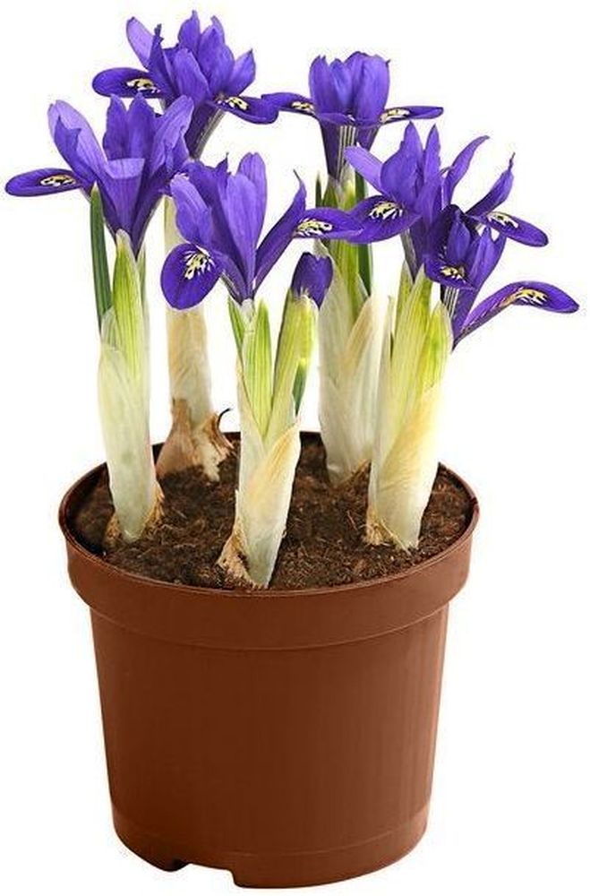 Изображение товара Растение ирис Кантаб D10H15 декоративное цветущее растение