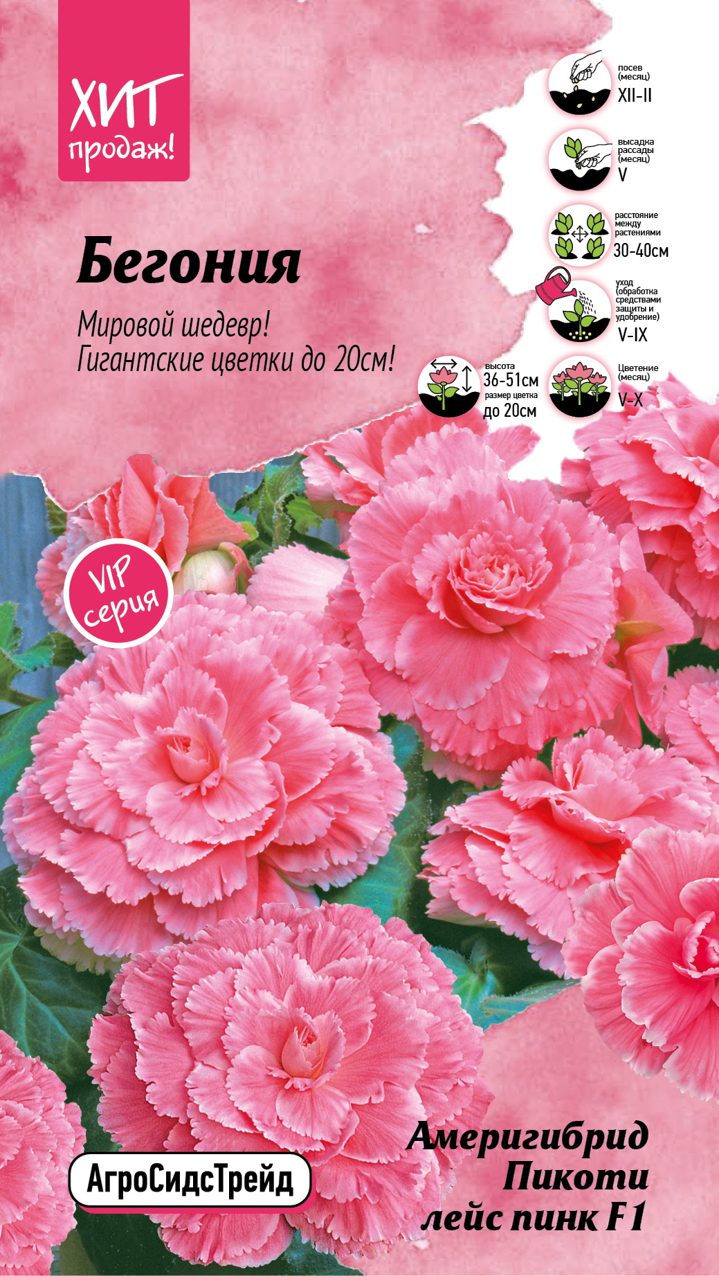 Изображение товара Семена Бегонии Америгибридная ЛЭЙС ПИНК 5 шт