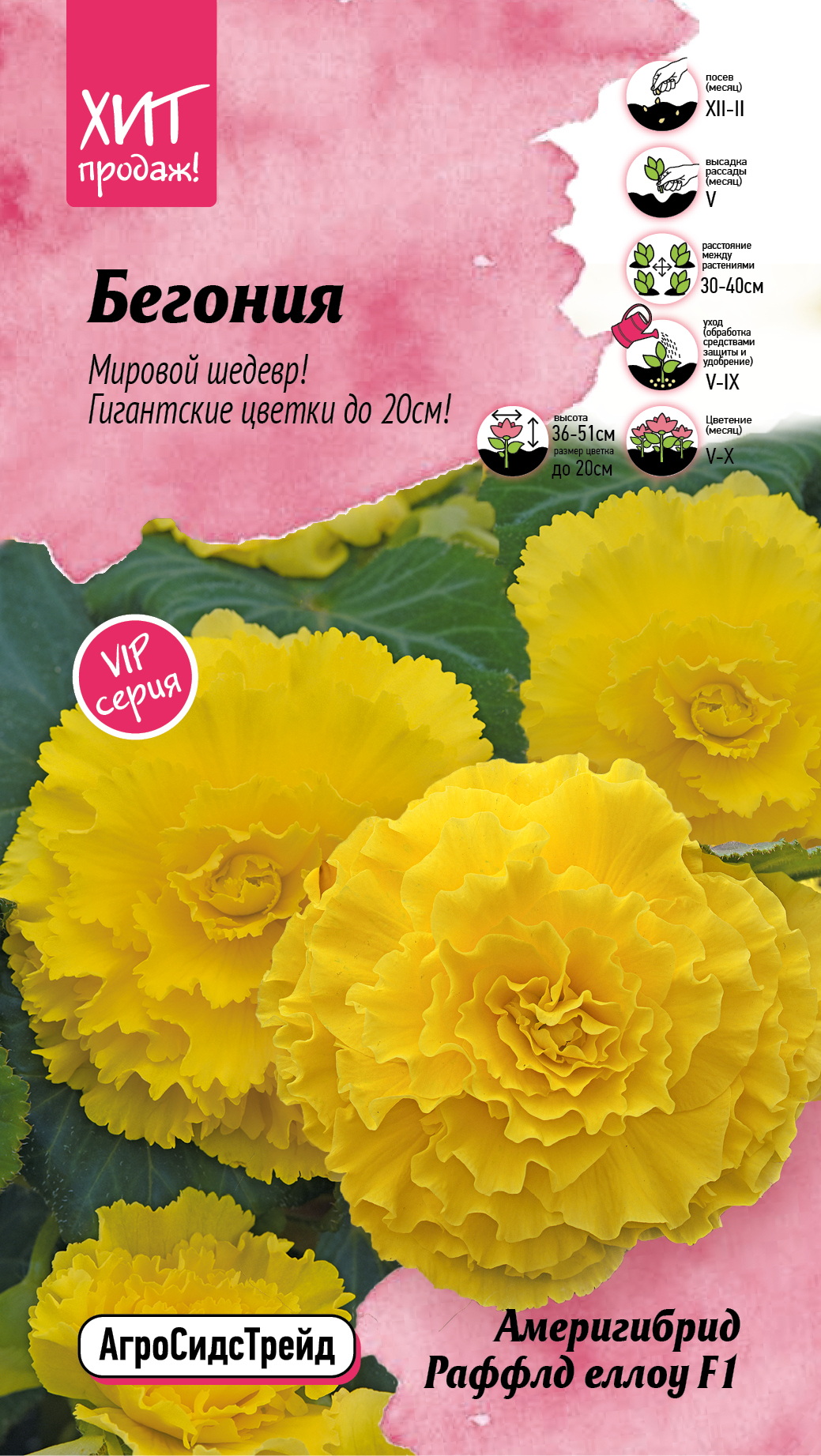 Изображение товара Семена Бегонии Америгибридная Рафел 5 шт для выращивания дома и в саду