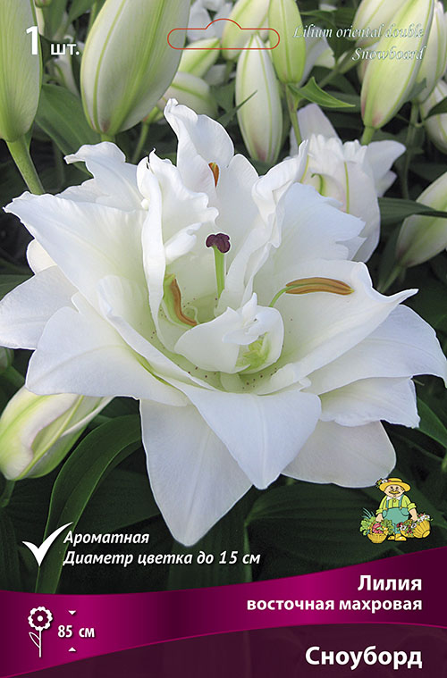 Изображение товара Луковицы Лилии Сноуборд 1 шт