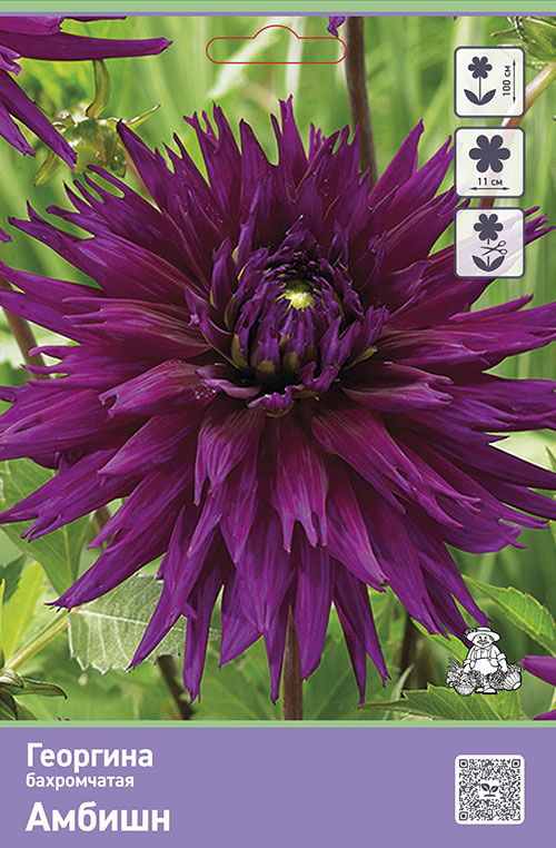 Изображение товара Луковицы Георгины Амбишн 1 шт