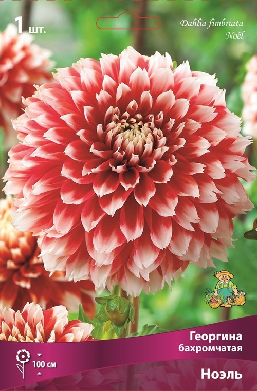 Изображение товара Луковицы Георгины Ноэль 1 шт