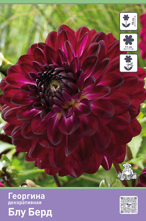 Изображение товара Луковицы Георгины Блу Берд для красивых цветников