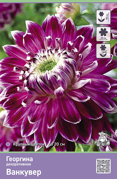 Изображение товара Луковицы Георгины Ванкувер 1 шт - яркое украшение сада и цветник