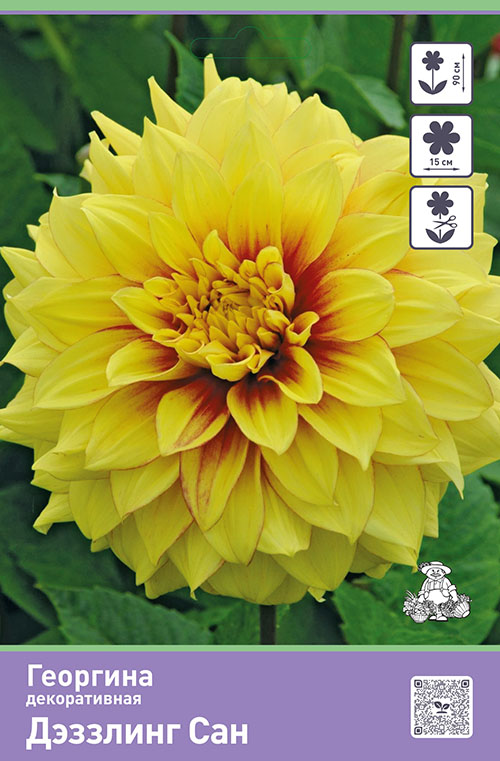 Изображение товара Луковицы георгинов Дэззлинг Сан 1 шт для яркого цветения сада