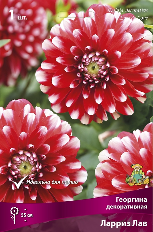 Изображение товара Луковицы Георгины Ларриз Лав 1 шт - яркое украшение сада и клумб