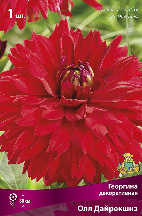 Изображение товара Луковицы Георгины Олл Дайрекшнз 1 шт