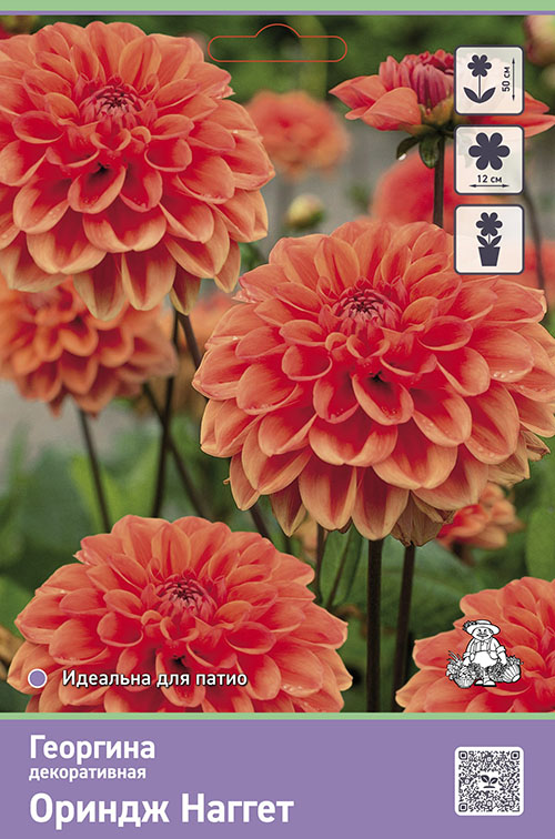 Изображение товара Луковицы Георгины Оринджз Наггет 1 шт для посадки и выращивания