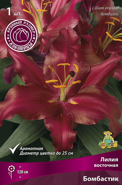 Изображение товара Луковицы Лилии Бомбастик 1 шт