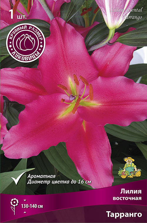 Изображение товара Луковицы Лилии Тарранго 1 шт