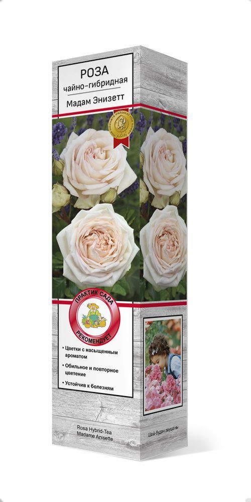 Изображение товара Растение роза чайно-гибридная Мадам Энизетт C1 H37 см