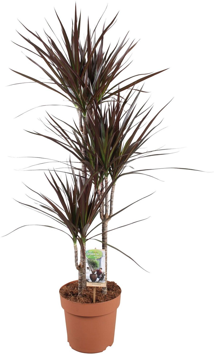 Изображение товара Декоративное растение Драцена Маргината 3СТ Биколор D24 H120